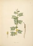 复古风蕨类植物手绘插画
