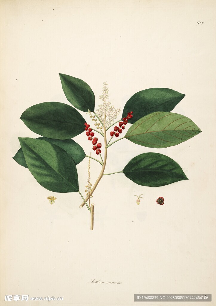 绿叶红果植物插画