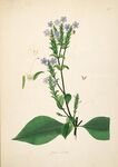 手绘蓝花绿叶植物图