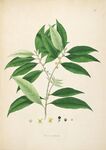 手绘绿叶植物图