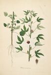 手绘植物图 展示植株细节