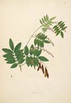 植物枝叶标本图