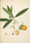 复古风植物果实插画