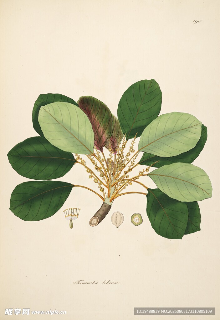 复古风植物插画