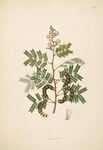 复古植物手绘插画