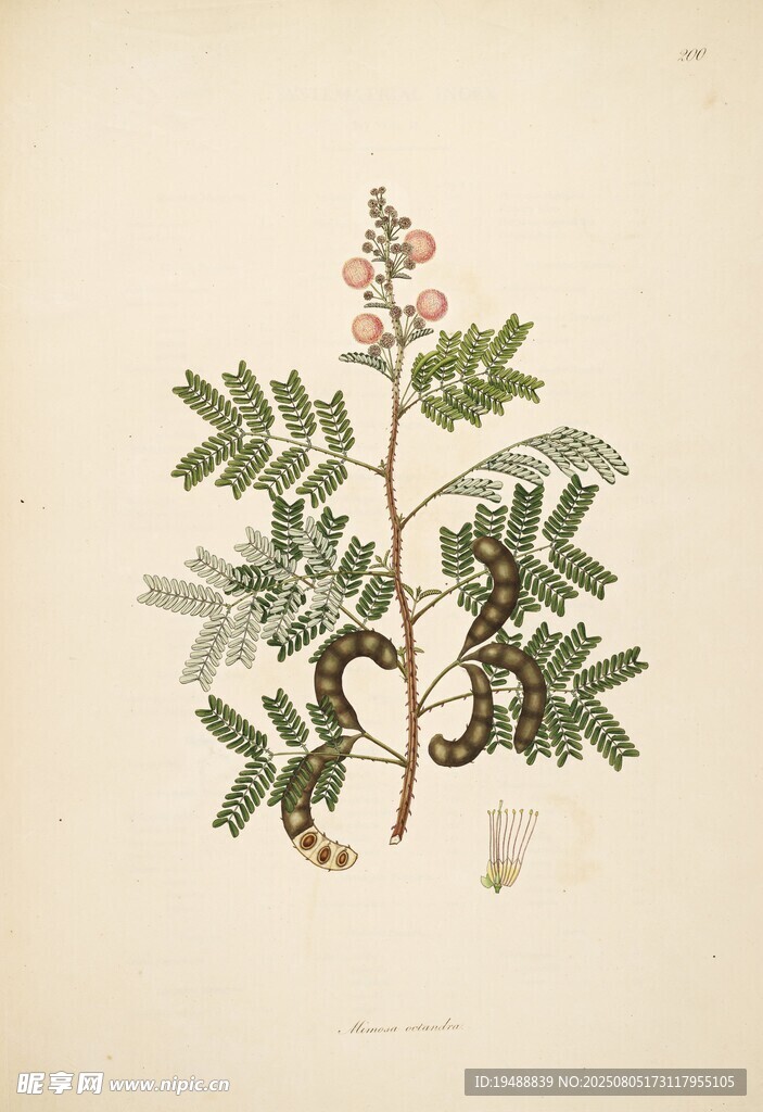 复古植物手绘插画