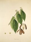 植物标本图  绿叶与果实