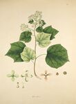 复古风植物手绘插画