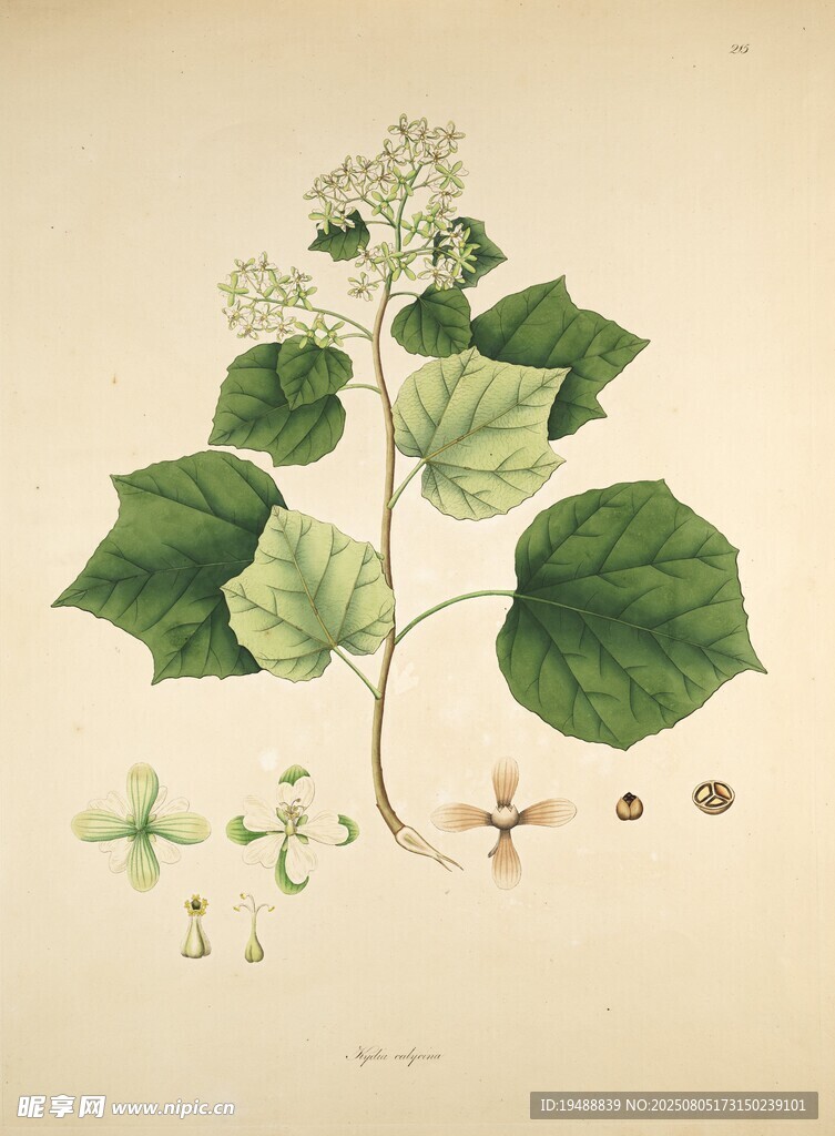 复古风植物手绘插画