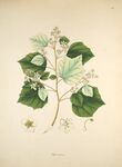 复古风植物插画