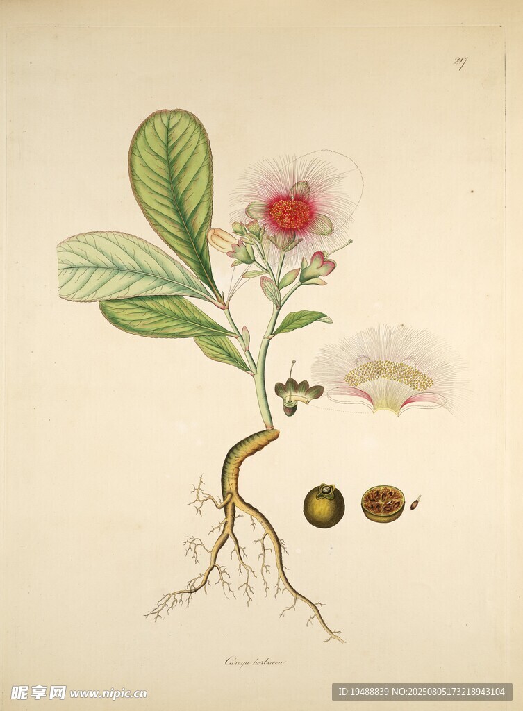 植物花卉手绘图鉴