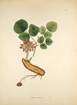 复古风植物插画
