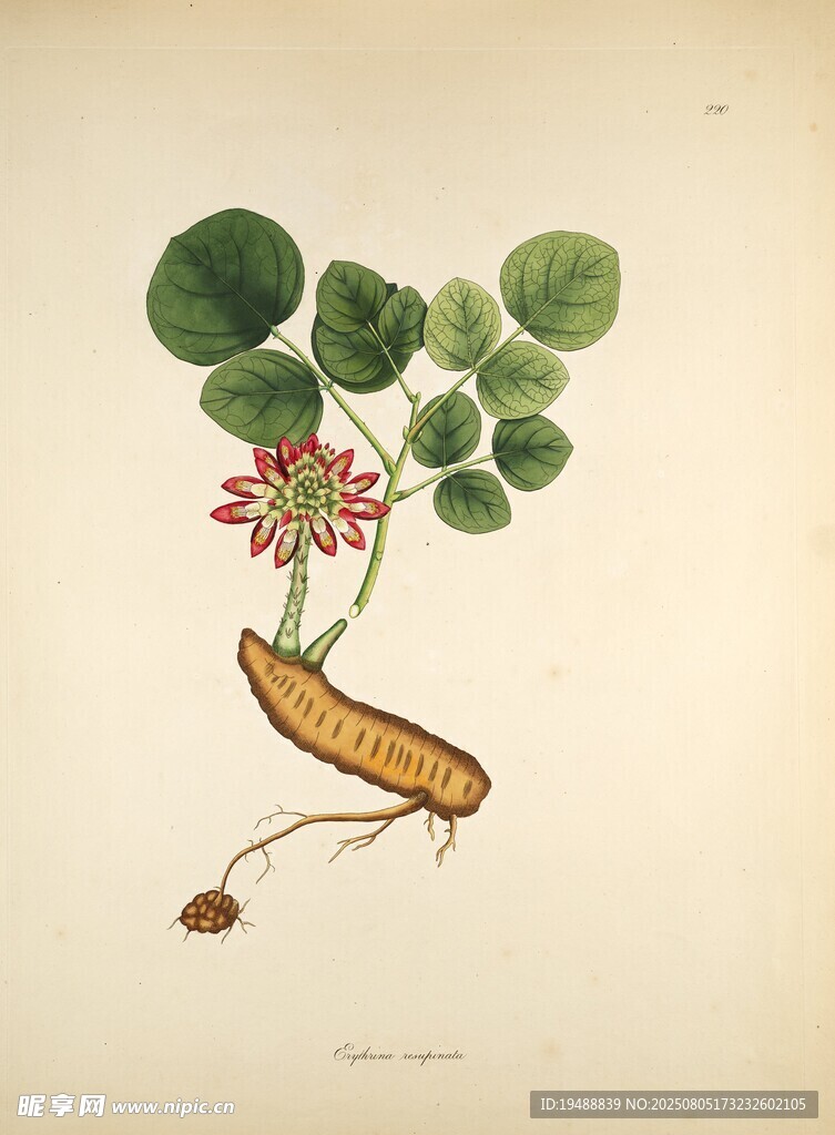 复古风植物插画