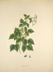 手绘藤蔓植物图
