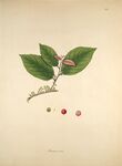 植物标本插画中的绿叶红果