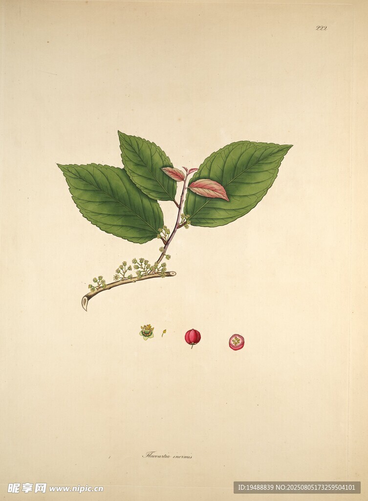 植物标本插画中的绿叶红果