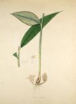 植物手绘插画