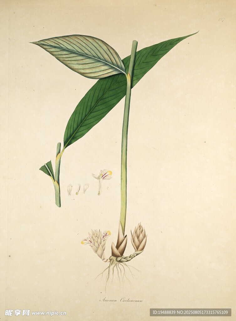 植物手绘插画