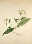 手绘植物花卉图