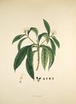 复古植物手绘插画