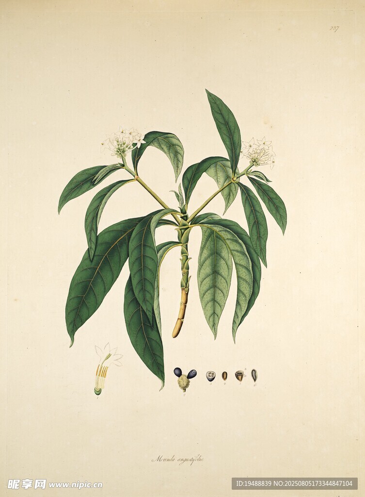 复古植物手绘插画