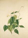 复古风藤蔓植物插画