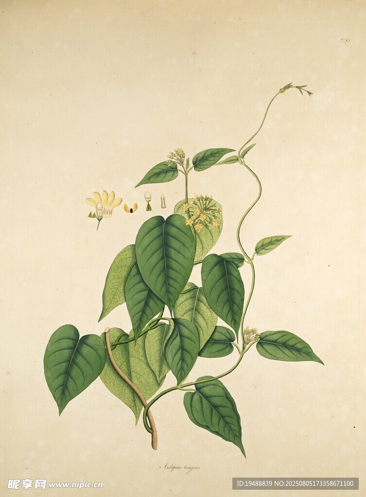 复古风藤蔓植物插画