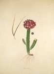 复古风仙人掌植物插画