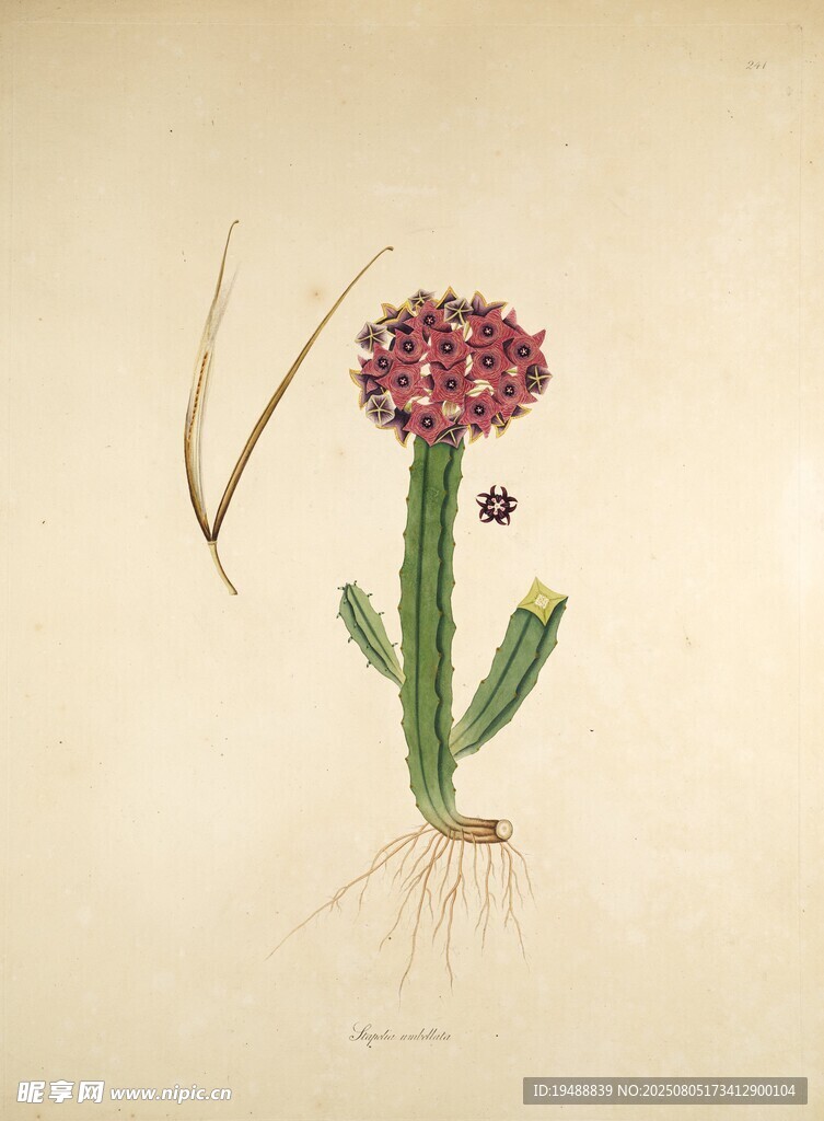 复古风仙人掌植物插画