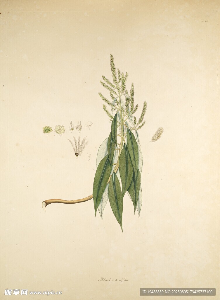 复古风植物插画