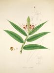 手绘植物枝叶与小花