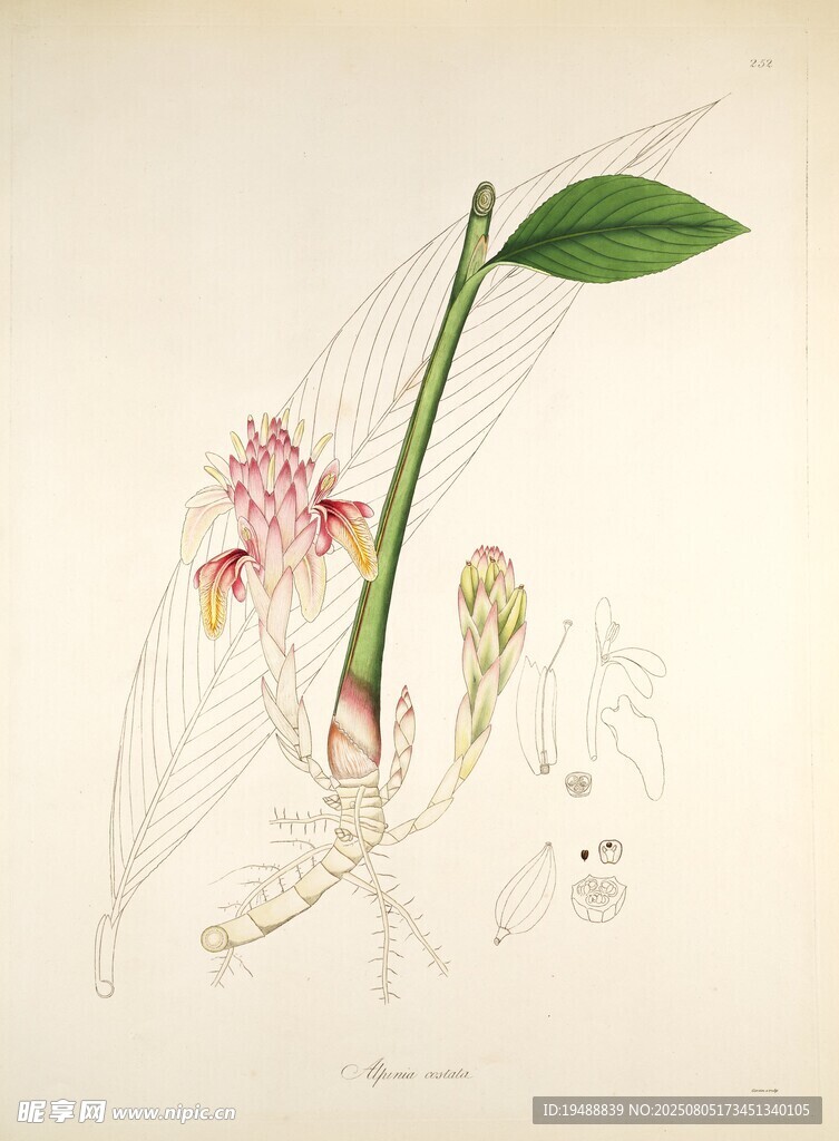 手绘兰花植物标本图
