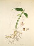 植物标本插画