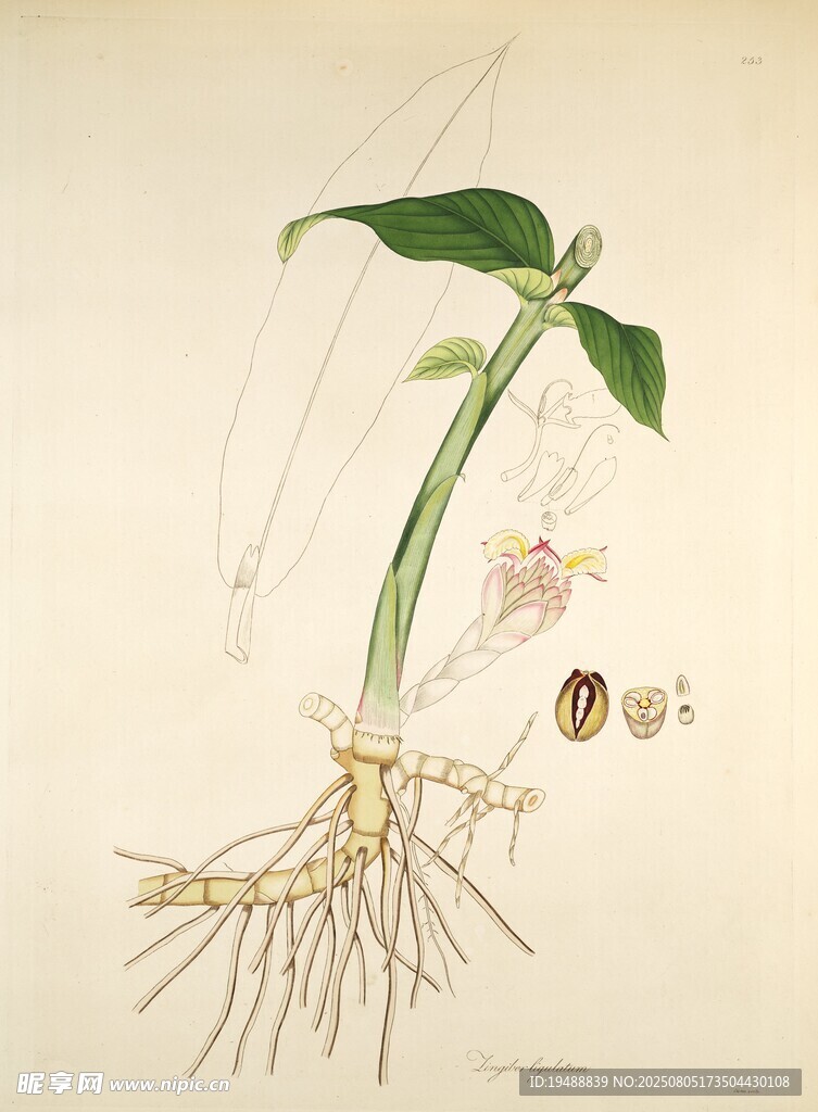 植物标本插画
