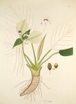 手绘白掌植物根茎叶图