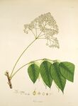 复古植物手绘插画