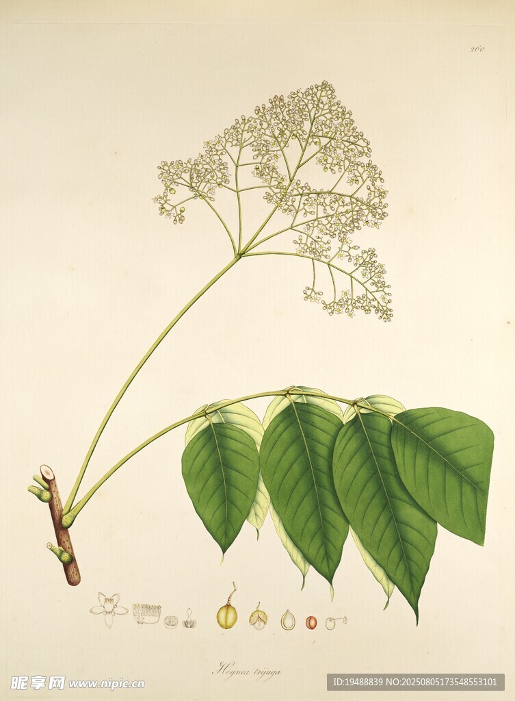 复古植物手绘插画