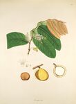 植物标本展示果实与叶片