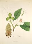 植物标本插画