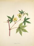 复古风植物绘画