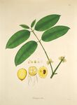 植物解剖图绿叶与黄色果实