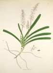 一株带根须的绿色草本植物
