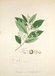 复古风植物标本插画