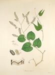 植物标本插画