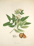 植物标本插画中的果实与枝叶