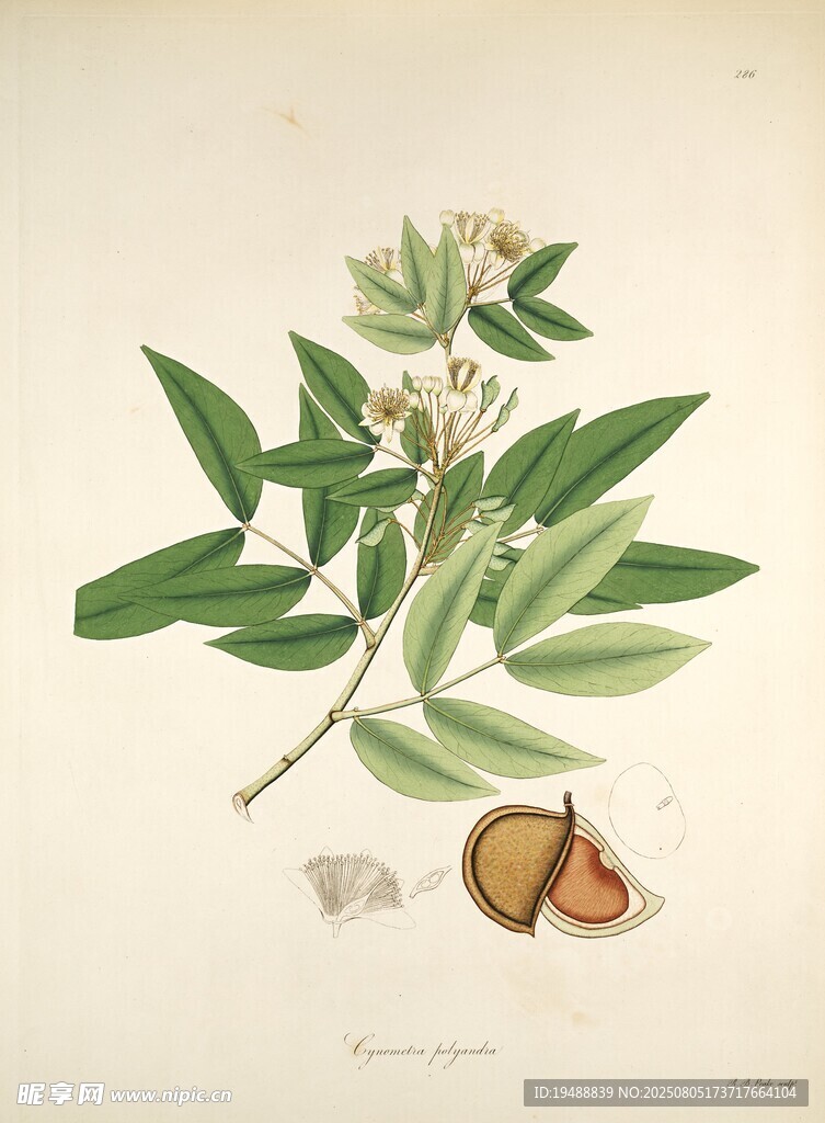 植物标本插画中的果实与枝叶