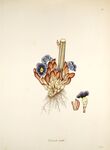 精美珠宝首饰插画展示