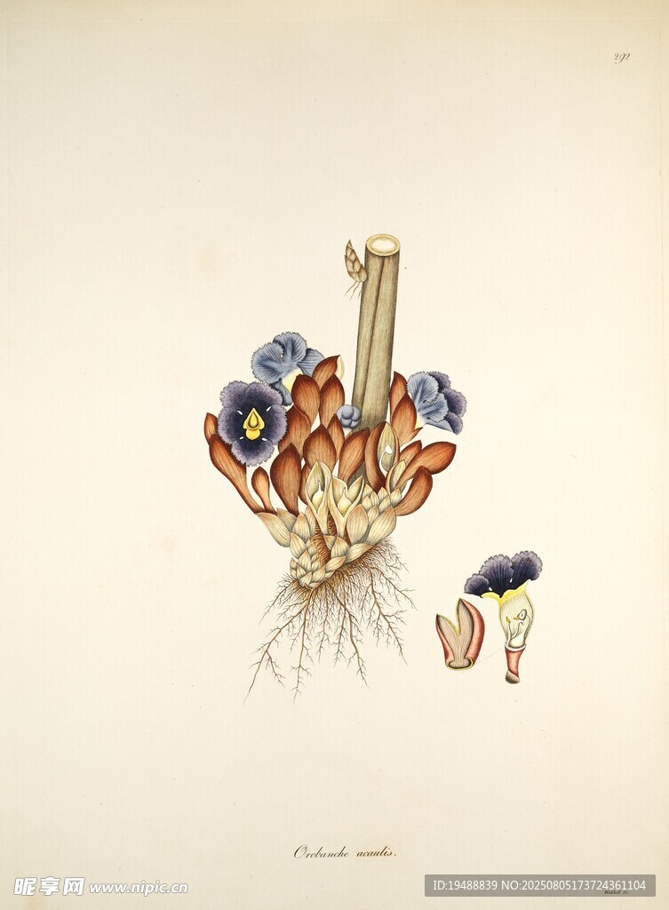 精美珠宝首饰插画展示