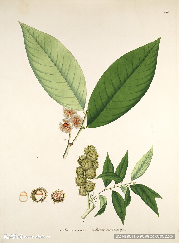 植物标本图 叶片花朵与果实