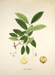 绿叶植物与果实标本图